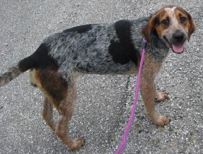 Other Photos of thie Dog