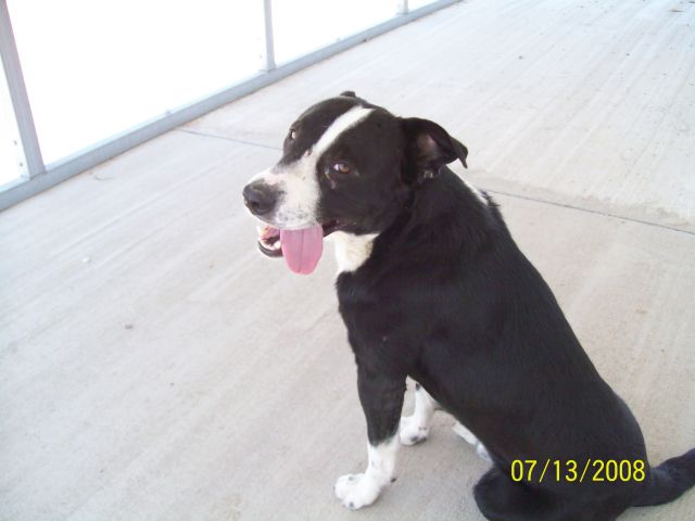 Other Photos of thie Dog