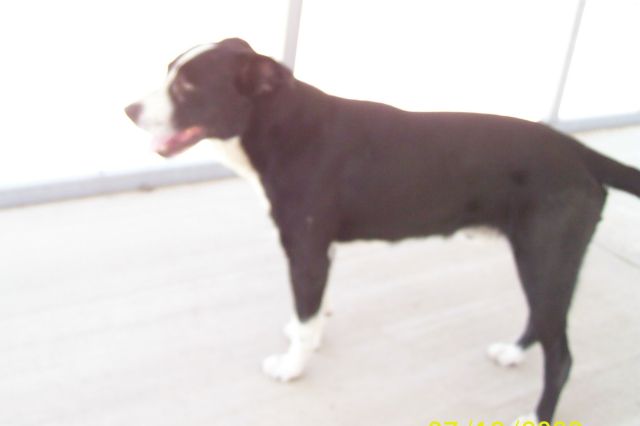 Other Photos of thie Dog