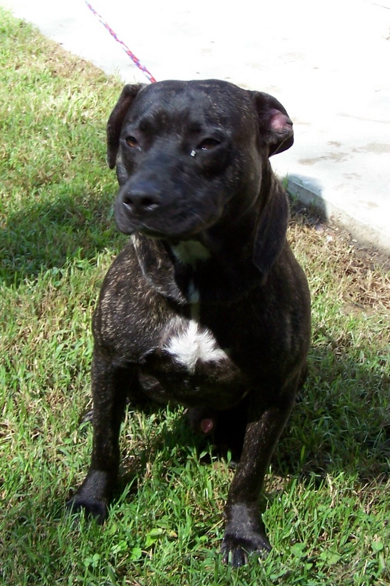 Other Photos of thie Dog