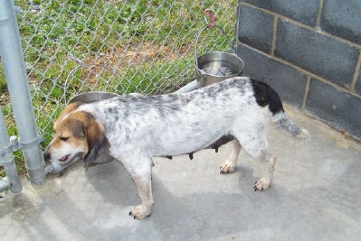 Other Photos of thie Dog
