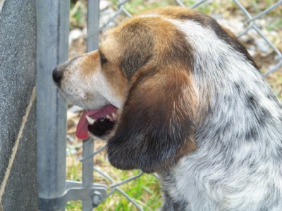 Other Photos of thie Dog