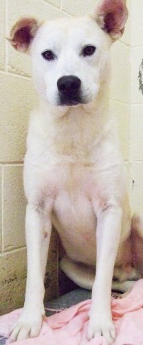 Other Photos of thie Dog