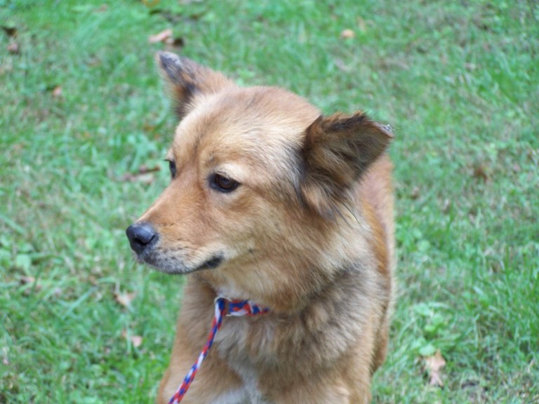 Other Photos of thie Dog