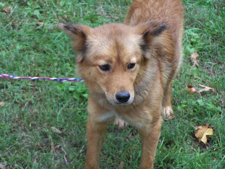Other Photos of thie Dog