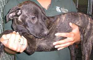 Other Photos of thie Dog