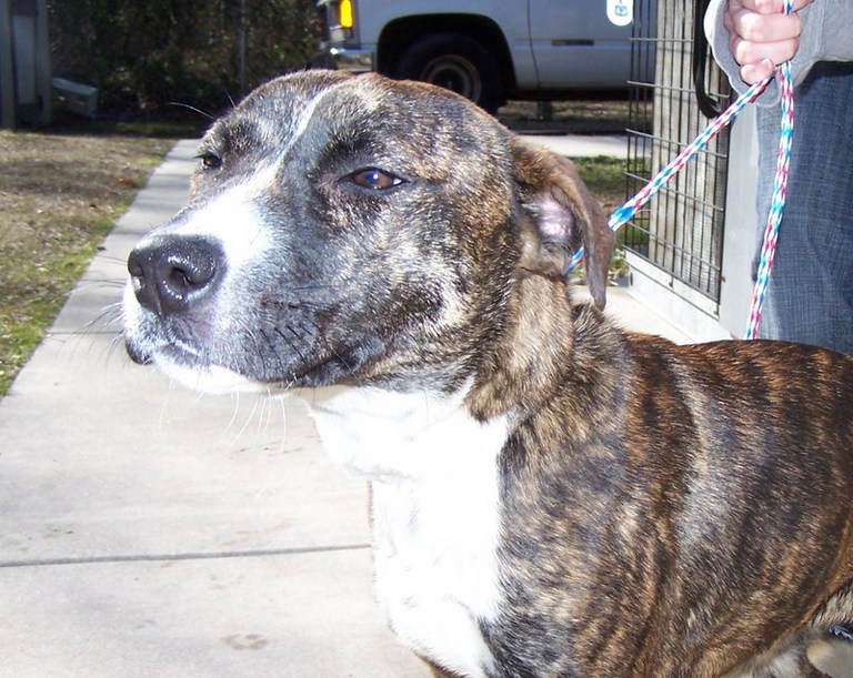Other Photos of thie Dog