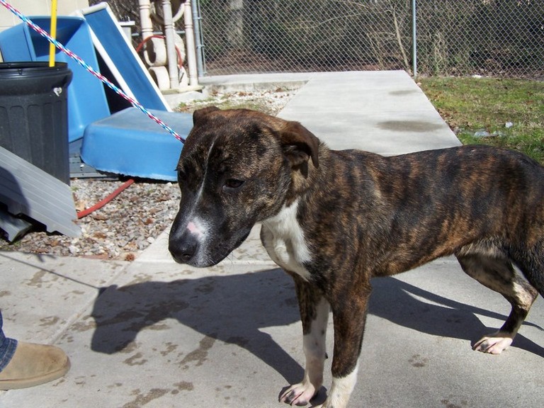 Other Photos of thie Dog