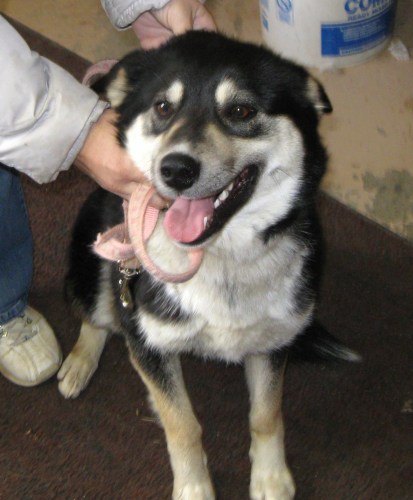 Main Photo of this Dog