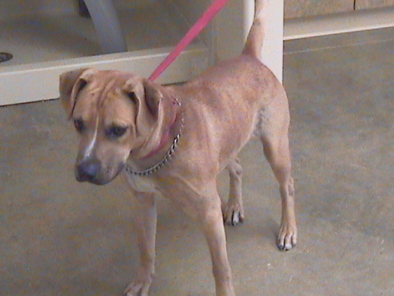 Other Photos of thie Dog