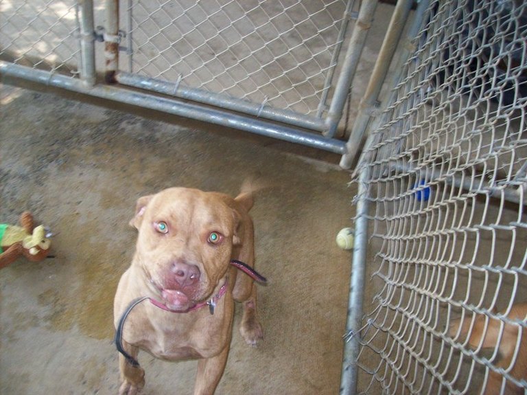 Other Photos of thie Dog
