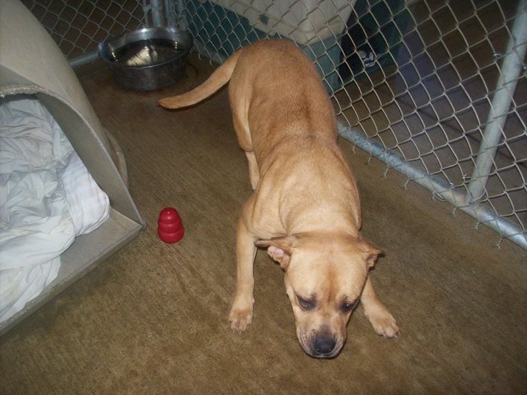 Other Photos of thie Dog