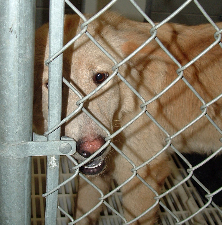Other Photos of thie Dog