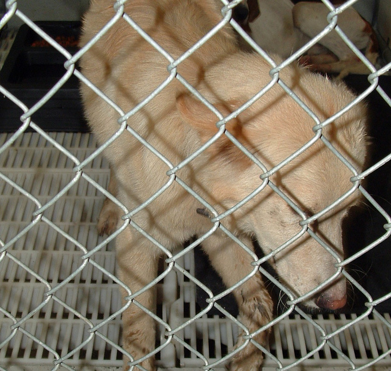 Other Photos of thie Dog