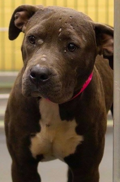 Other Photos of thie Dog