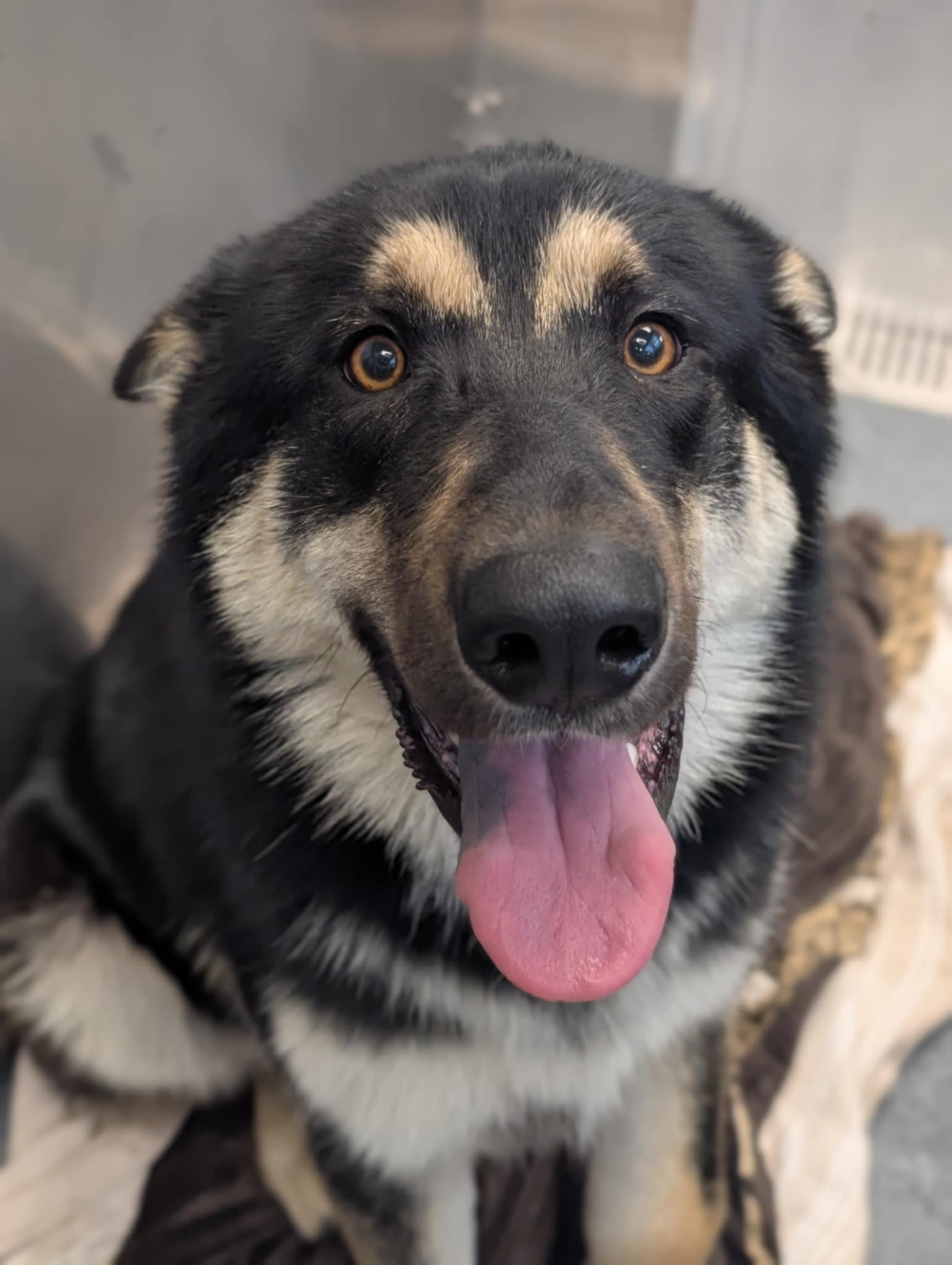 Main Photo of this Dog