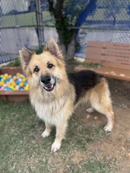 Russia, a German Shepherd, available for adoption