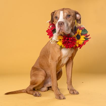 Hammond, a Boxer, available for adoption