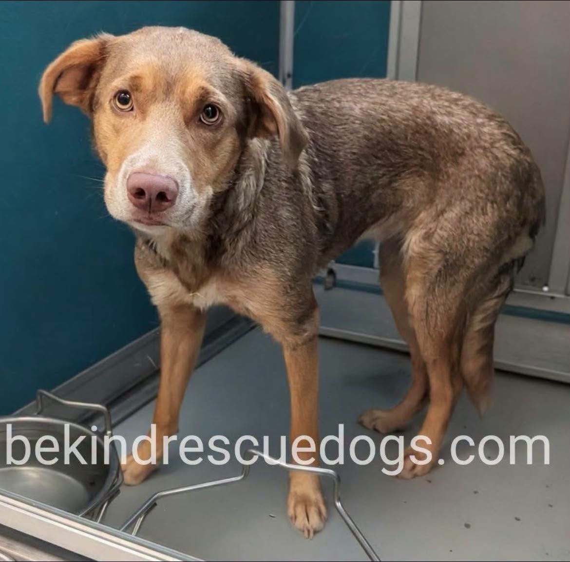 A478131, a Lakeland Terrier, available for adoption