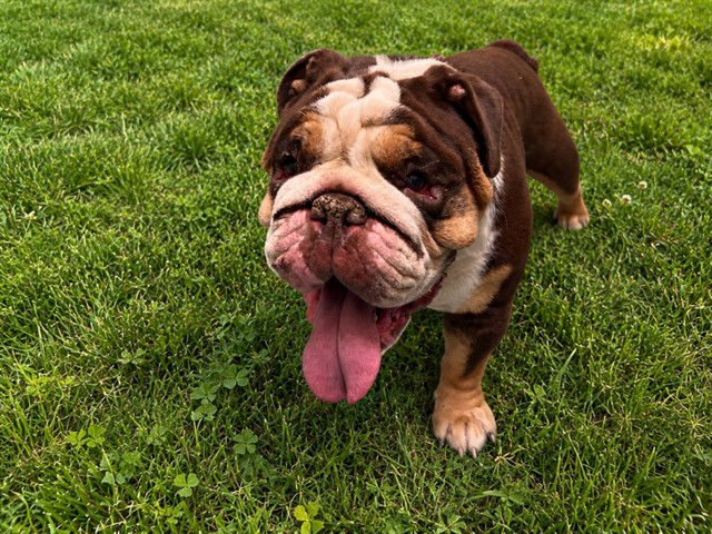 A5792151, a English Bulldog, available for adoption