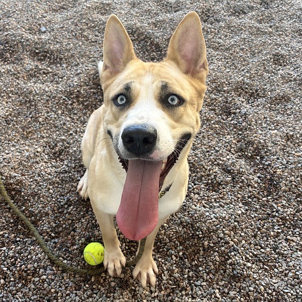 Ginger, a Siberian Husky (mix breed), available for adoption