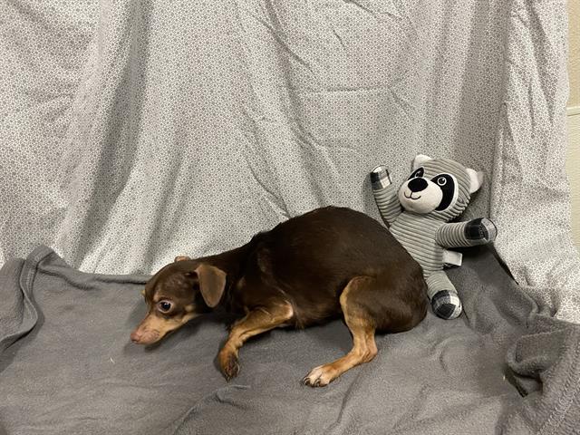 Tootsie Roll, a Chihuahua, available for adoption