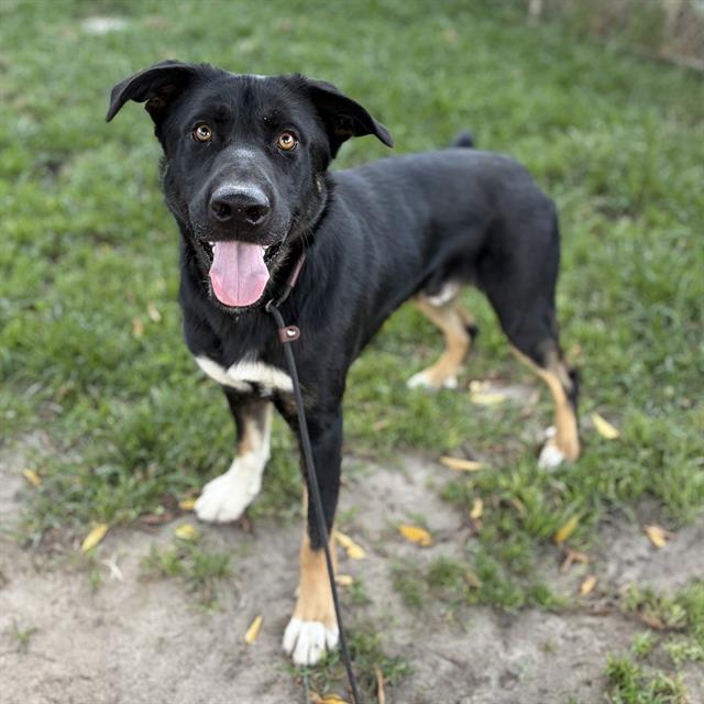 Lark, a German Shepherd, available for adoption