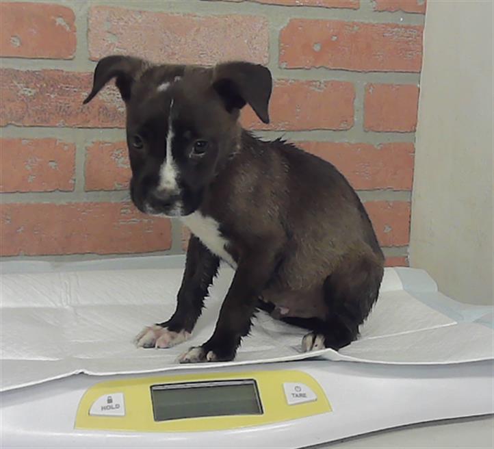 Caspian, a Staffordshire Bull Terrier (mix breed), available for adoption