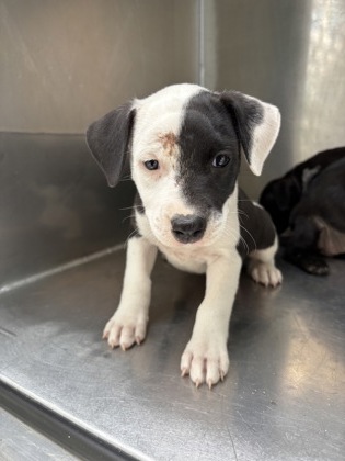 Ariel, a Terrier, available for adoption