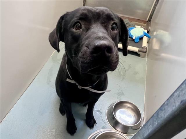 Samba, a Black Labrador Retriever (mix breed), available for adoption