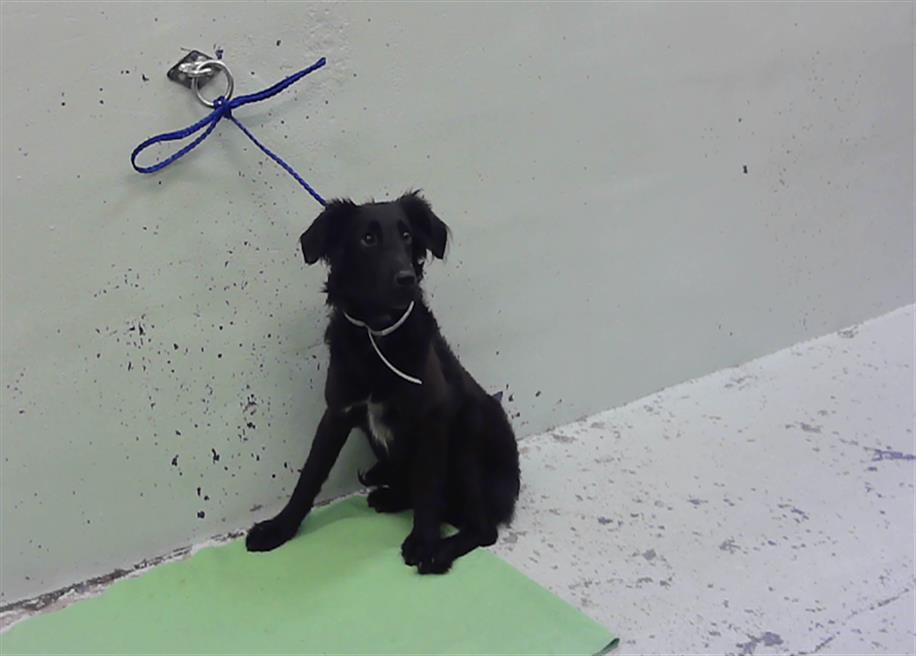Misty, a Flat-coated Retriever (mix breed), available for adoption