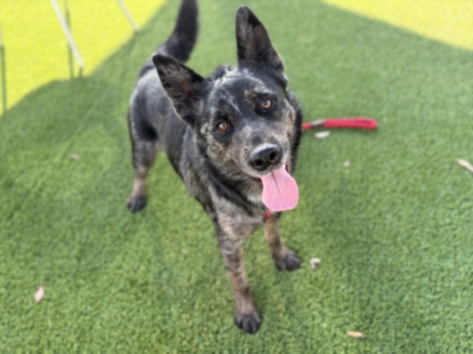 Azul, a Australian Shepherd, available for adoption
