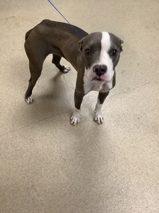 Adoptable pet photo