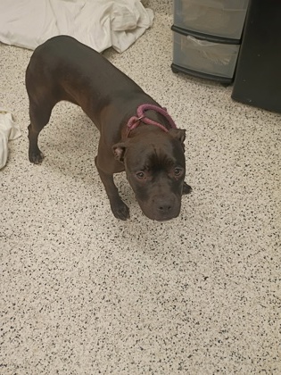 Adoptable pet photo