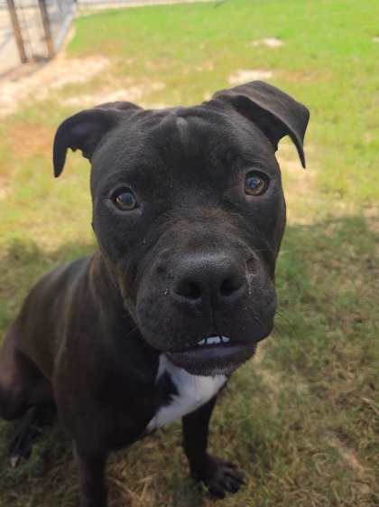 Mighty B, a Pit Bull Terrier (mix breed), available for adoption