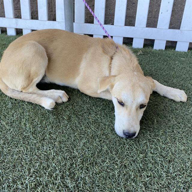 Adoptable pet photo