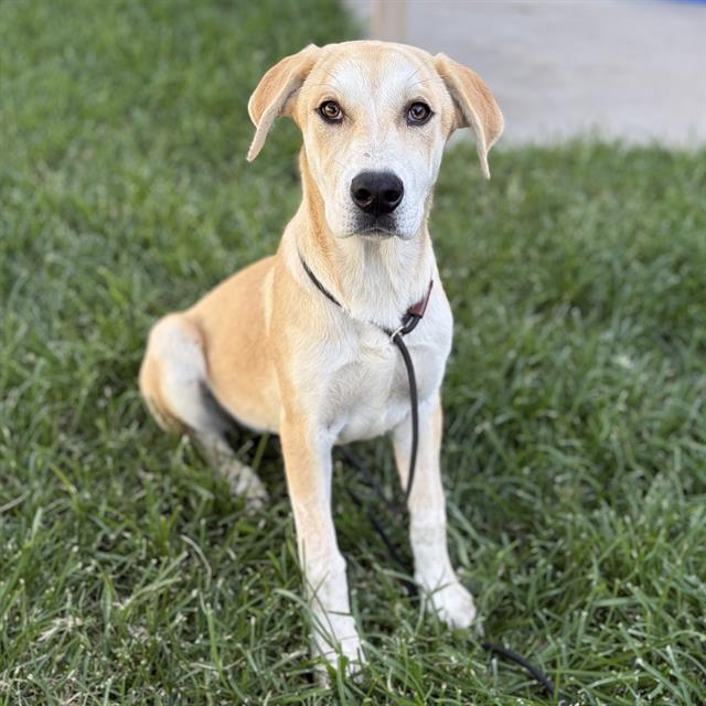 Diana San Juan, a Great Pyrenees, available for adoption