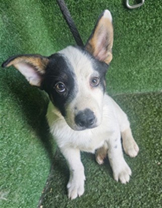 Adoptable pet photo