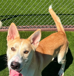 Adoptable pet photo
