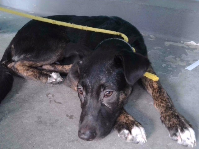German Shepherd available for adoption