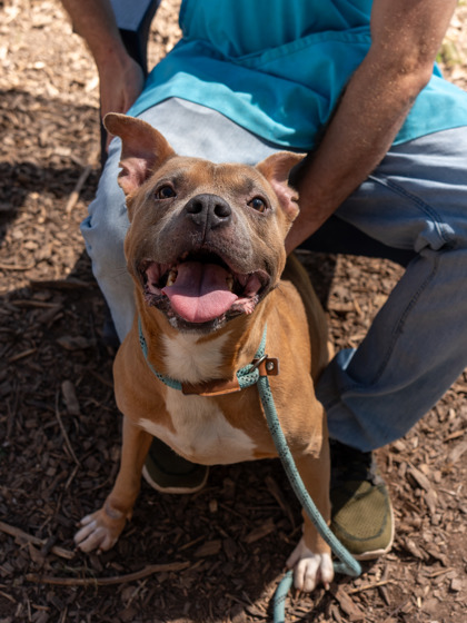 Teepee, a Pit Bull Terrier (mix breed), available for adoption