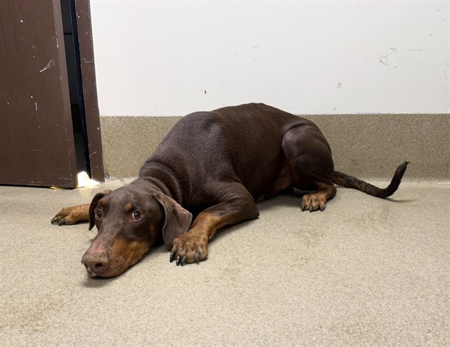 Velvet, a Doberman Pinscher, available for adoption