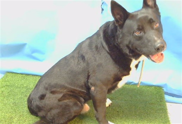 Yuki, a Labrador Retriever, available for adoption