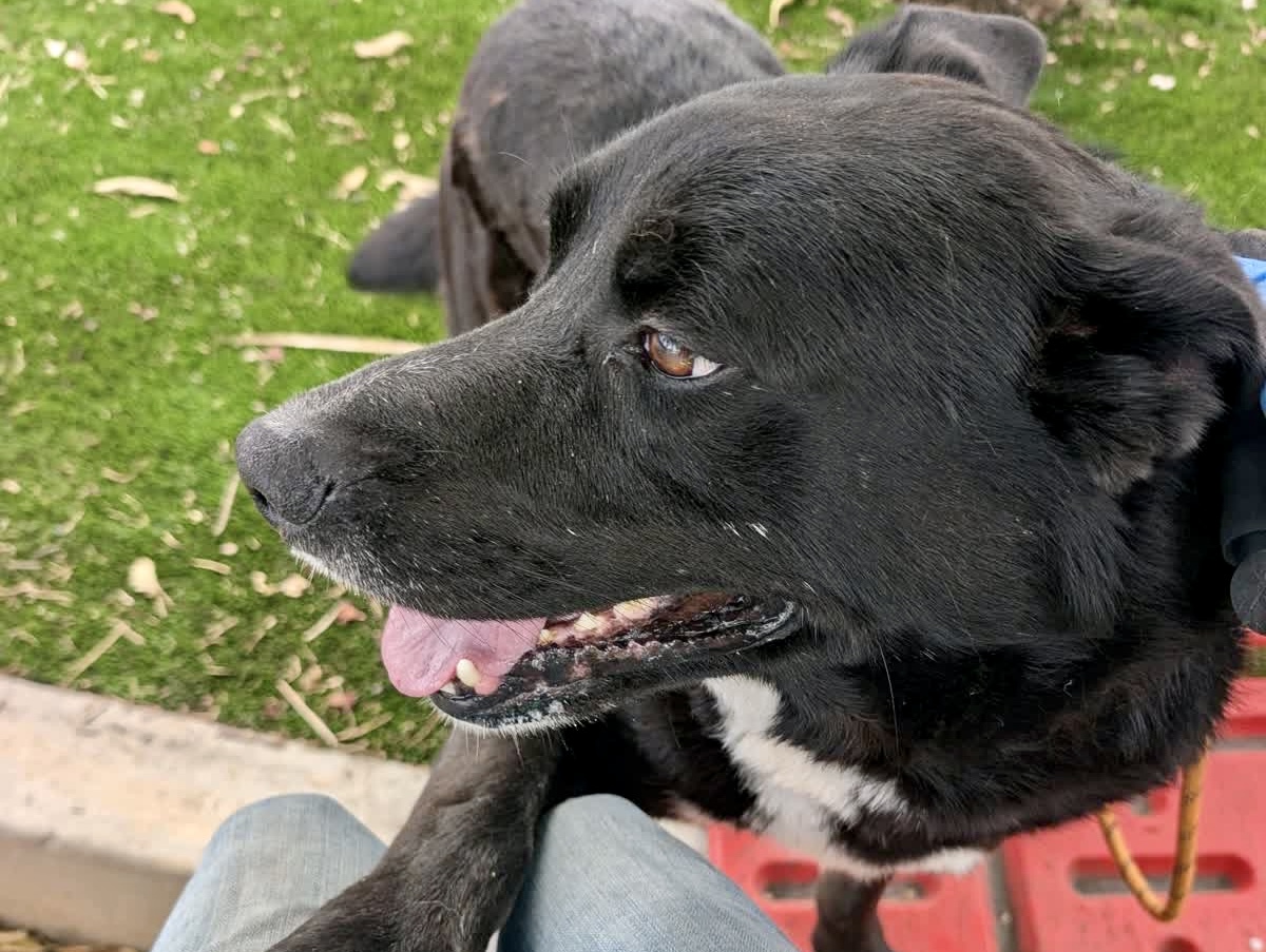 Yuki, a Labrador Retriever, available for adoption