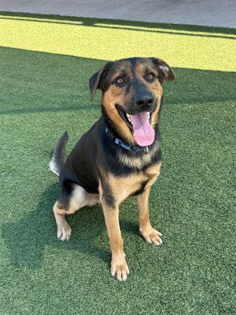 Brisket, a Shepherd (mix breed), available for adoption