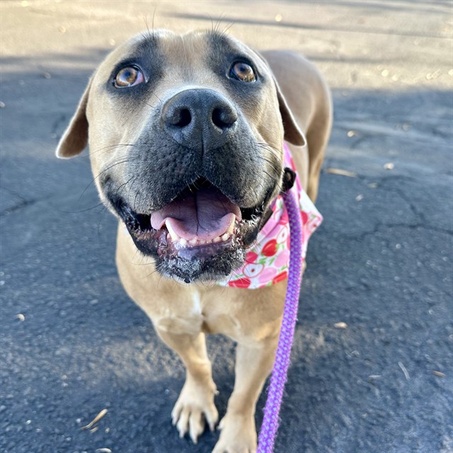 Phoebe, a Pit Bull Terrier (mix breed), available for adoption