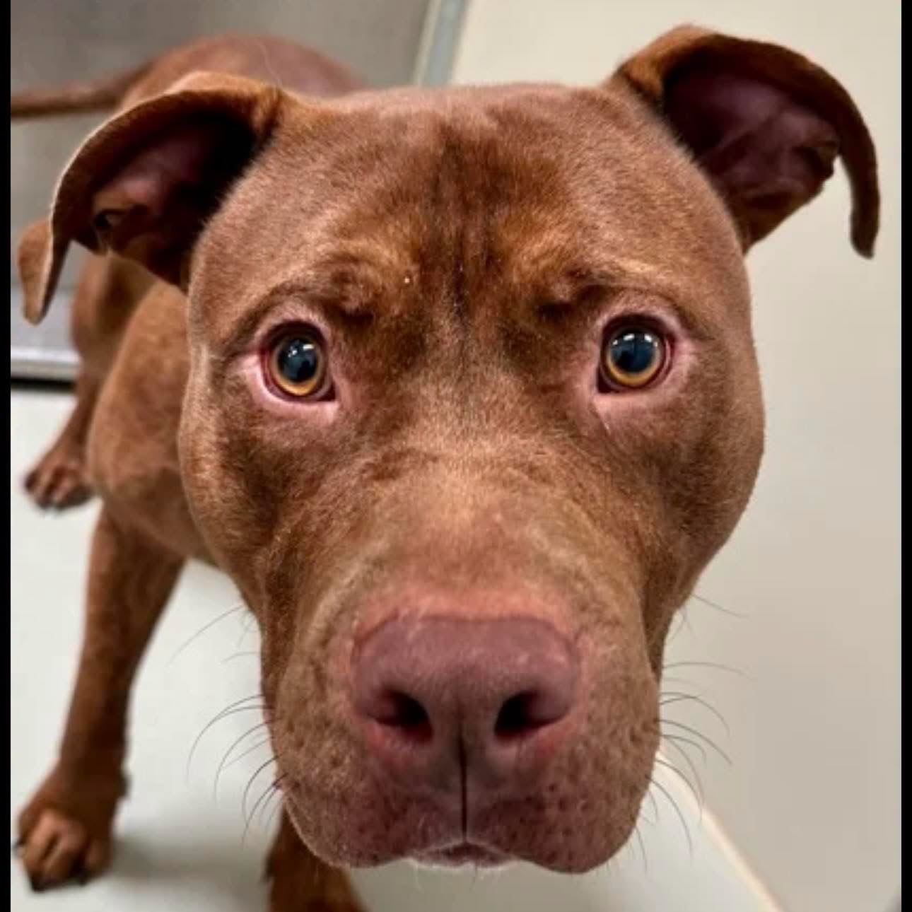 A190463, a Pit Bull Terrier, available for adoption