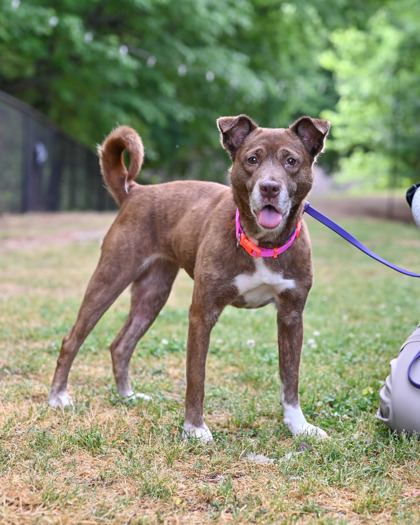 Leticia, a American Staffordshire Terrier (mix breed), available for adoption