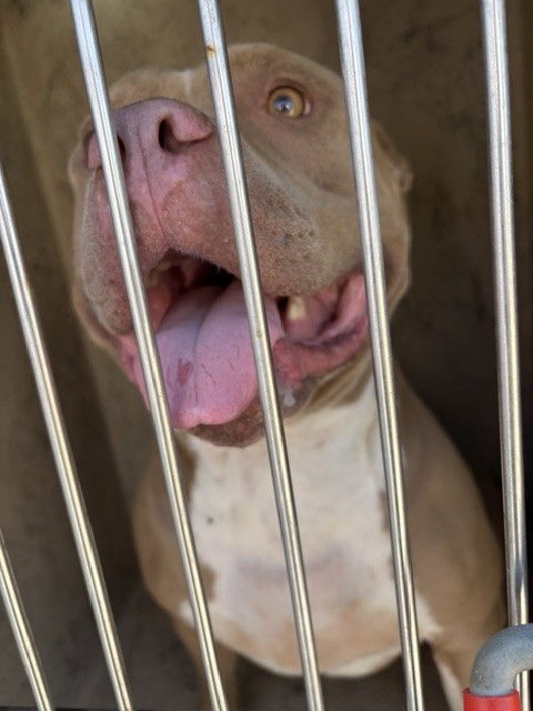A479992, a Pit Bull Terrier (mix breed), available for adoption