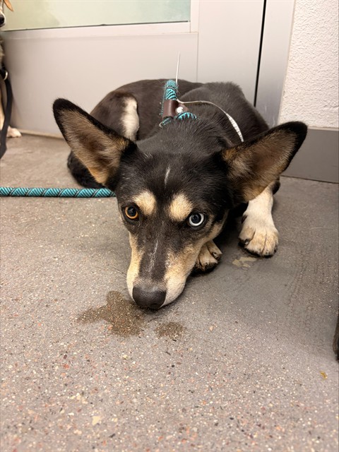 Bruce, a Australian Kelpie (mix breed), available for adoption